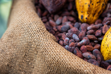 Cocoa beans with cocoa pod