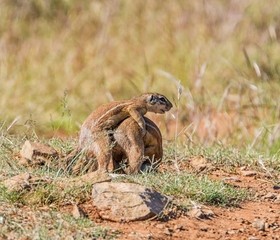 African Ground Squirrels Playing © Cathy Withers-Clarke