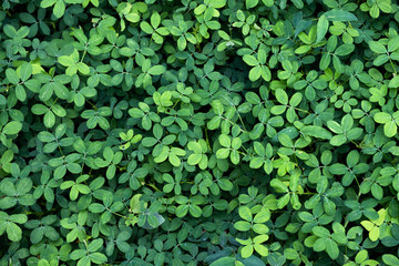 Fototapeta na wymiar Green leaves natural background