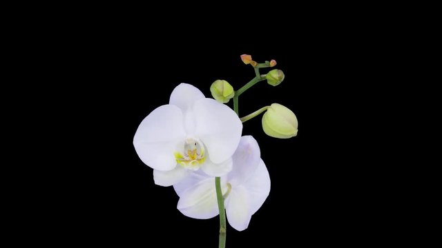 Time-lapse of opening white orchid 15a1 in PNG+ format with ALPHA transparency channel isolated on black background
