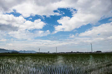 Fototapeta na wymiar 新居浜の田園風景