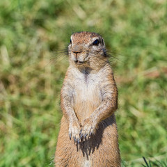 African Ground Squirrel © Cathy Withers-Clarke