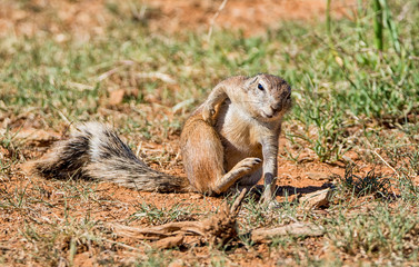 African Ground Squirrel © Cathy Withers-Clarke