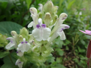 zauberhafte weiße Blüten, Blumen