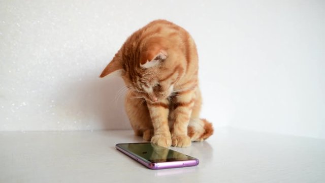 Cat plays on smartphone with computer game mouse