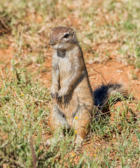 African Ground Squirrel © Cathy Withers-Clarke