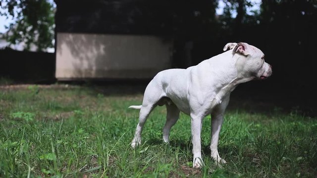 American Pit bull Terrier training and playing in the backyard.
