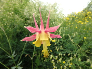 traumhafte bunte Blume, Blüte