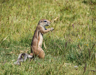 Ground Squirrel © Cathy Withers-Clarke