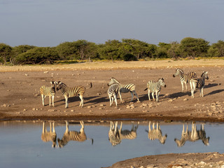Damara zebra herd, Equus burchelli antiquorum, near waterhole, Etosha National Park, Namibia