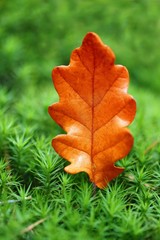 Oak leaf in moss. Bright orange autumn oak leaf in bright green grass