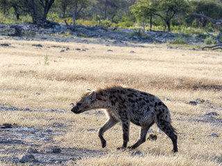 Obraz na płótnie Canvas Spotted hyena, Crocuta crocuta, near waterhole, Etosha National Park, Namibia