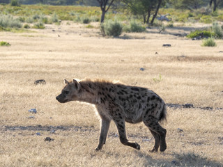 Obraz na płótnie Canvas Spotted hyena, Crocuta crocuta, near waterhole, Etosha National Park, Namibia