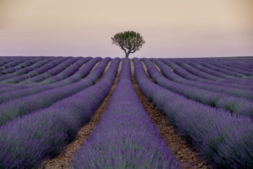 Fototapeta premium LAVENDER FIELDS TREE PROVENCE FRANCE
