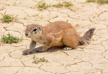 Ground Squirrel © Cathy Withers-Clarke