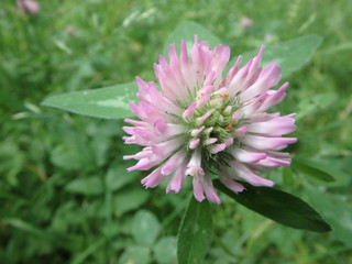 Obraz premium zauberhafte Klee - Blüte, Kleeblatt