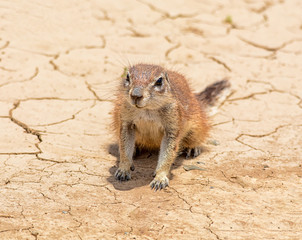 Ground Squirrel © Cathy Withers-Clarke