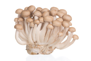 Brown beech mushrooms or Shimeji mushroom on white background