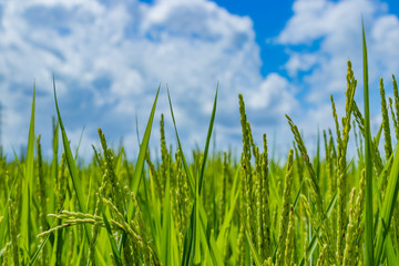 Obraz premium 真夏の稲穂 田んぼ 水田 米農家