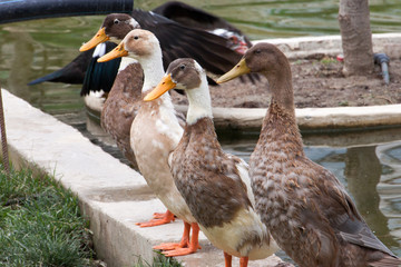 Ducks sitting on line on pond wall