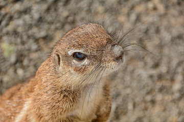Ground Squirrel