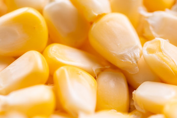 Corn texture. Yellow corns as background.