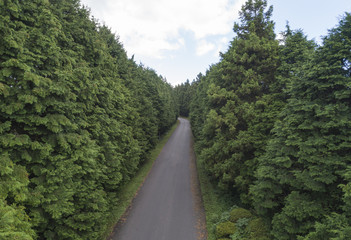 Fototapeta na wymiar Beautiful forest road