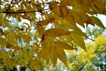 autumn, leaf, leaves, fall, nature, tree, maple, yellow, season, branch, orange, forest, foliage, green, color, bright, red, plant, sky, abstract, white, colorful, seasonal, blue, isolated
