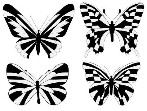 vector, isolated, black and white butterfly, insect
