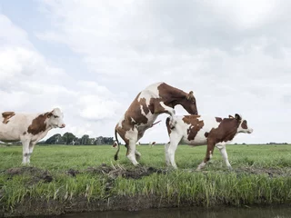Fototapeten junger roter und weißer stier reitet kuh auf einer grasbewachsenen holländischen wiese in holland © ahavelaar