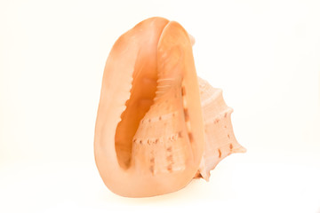 Big shell on a white surface