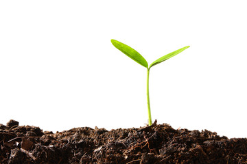 Tree seedlings are growing on the ground.