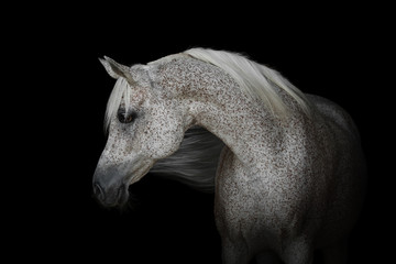 Portrait of a beautiful gray arabian horse isolated on black background