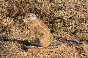 African Ground Squirrel © Cathy Withers-Clarke