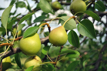 Ripe green pear fruits on branches with leaves, close up detail