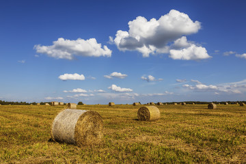 Straw rolls on farmer field in the summer