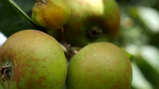 Young apples swaying in the wind