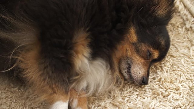 Dog lies and coughs