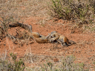 Ground Squirrels Playing © Cathy Withers-Clarke