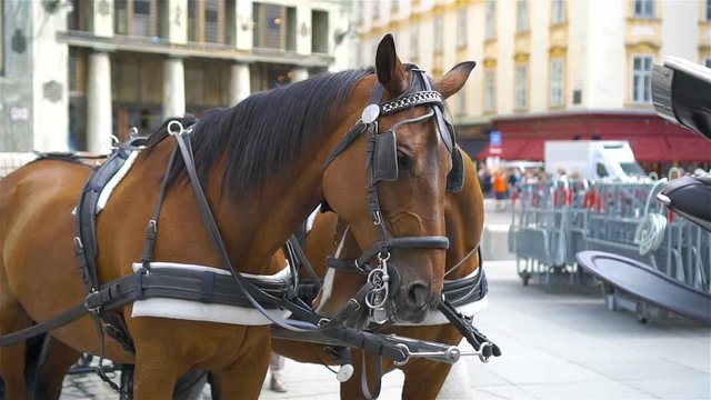 Traditional horse coach Fiaker in Vienna Austria