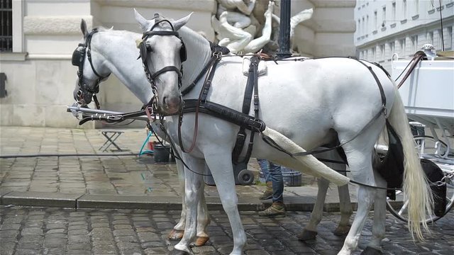 Traditional horse coach Fiaker in Vienna Austria