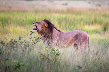 Mighty Lion watching the lionesses who are ready for the hunt in Masai Mara, Kenya (Panthera leo)