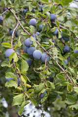 Tree, branch full with green leaves and beautiful juicy blue, purple plums. Healthy food.
