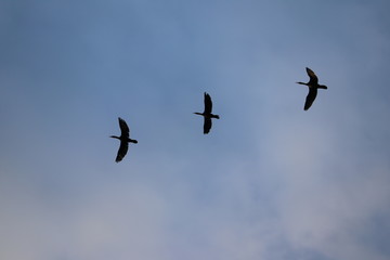 Vol de cormorant