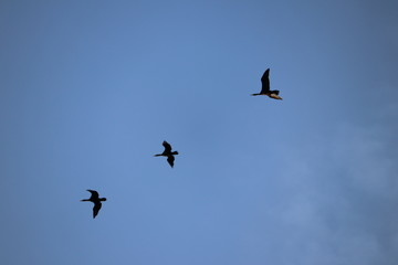 Vol de cormorant