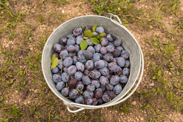 Plum fruit inside old metal bucket. Harvest. 