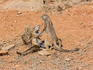 Ground Squirrels Playing © Cathy Withers-Clarke