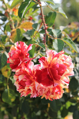 summer riot of flowers