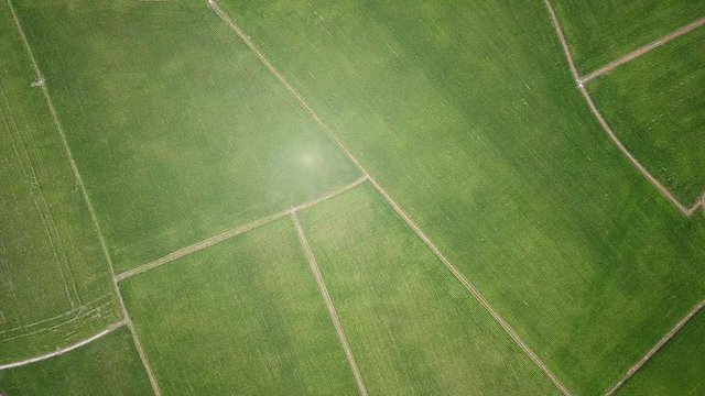 Drone fly over rice field