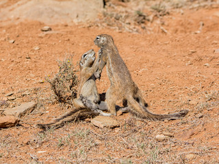 Ground Squirrels Playing